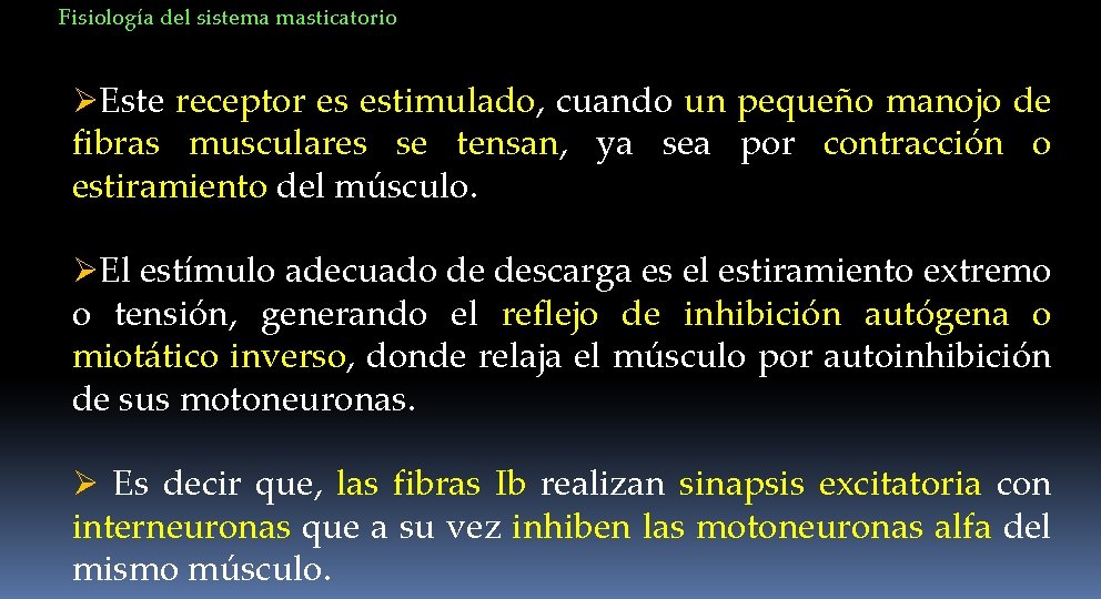 Fisiología del sistema masticatorio ØEste receptor es estimulado, cuando un pequeño manojo de fibras