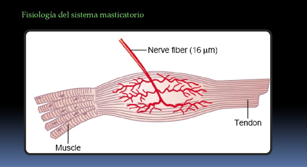 Fisiología del sistema masticatorio 