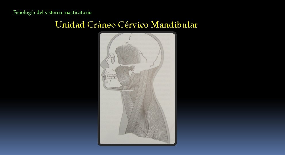 Fisiología del sistema masticatorio Unidad Cráneo Cérvico Mandibular 