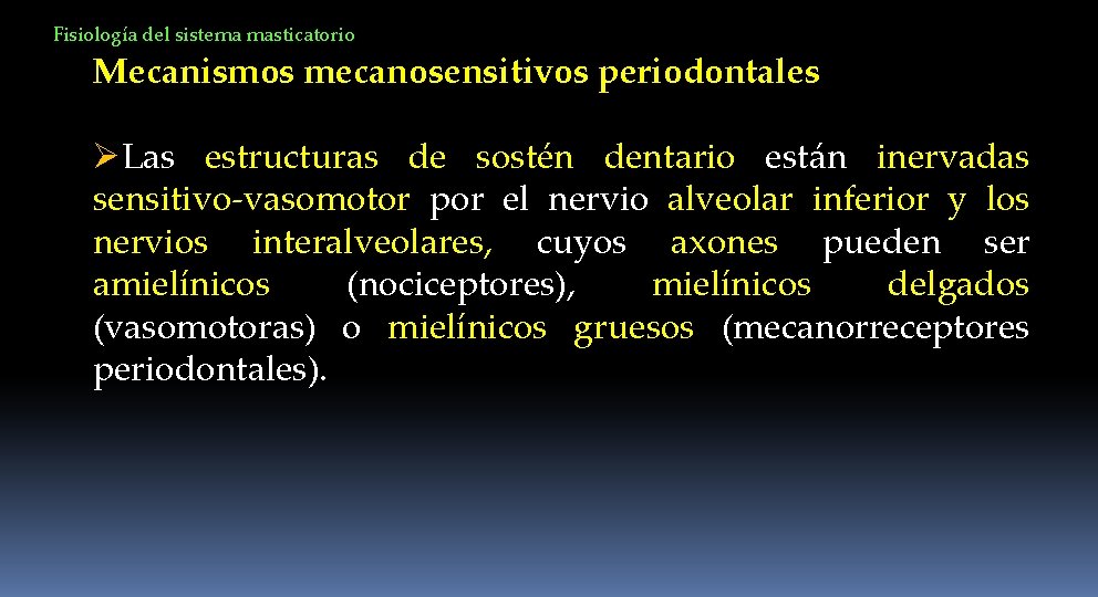 Fisiología del sistema masticatorio Mecanismos mecanosensitivos periodontales ØLas estructuras de sostén dentario están inervadas
