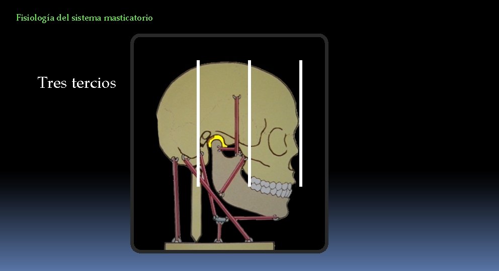 Fisiología del sistema masticatorio Tres tercios 