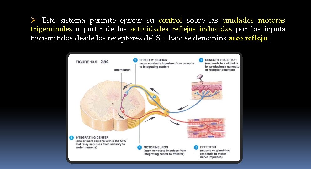 Ø Este sistema permite ejercer su control sobre las unidades motoras trigeminales a partir