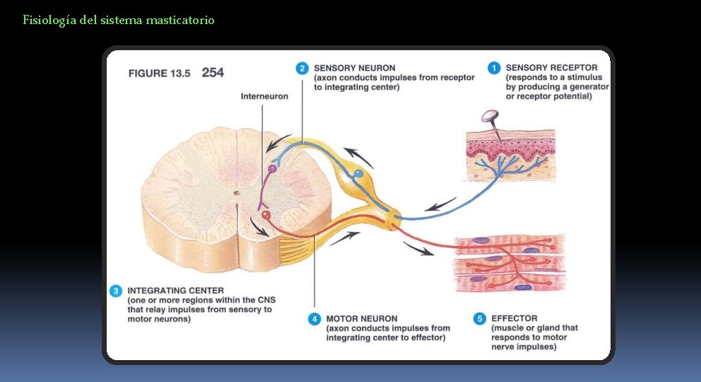 Fisiología del sistema masticatorio 