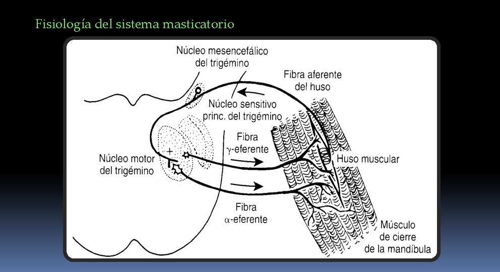 Fisiología del sistema masticatorio 