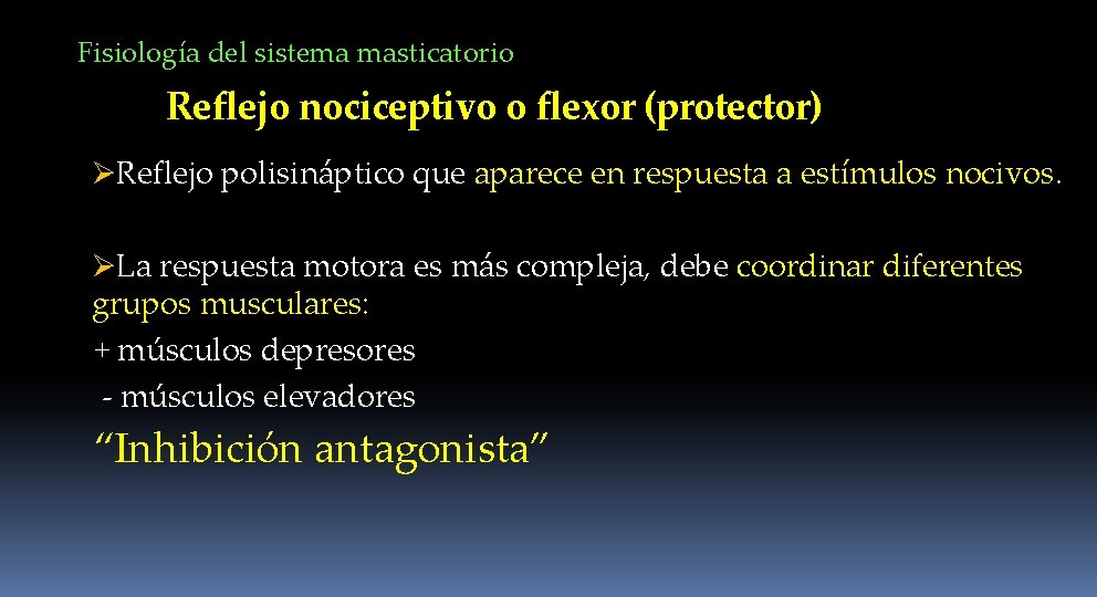 Fisiología del sistema masticatorio Reflejo nociceptivo o flexor (protector) ØReflejo polisináptico que aparece en