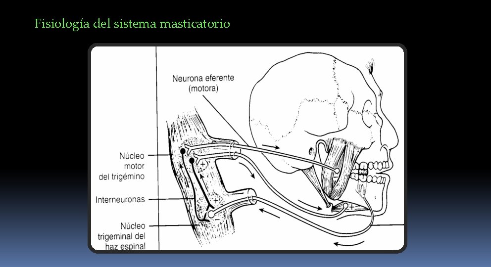 Fisiología del sistema masticatorio 