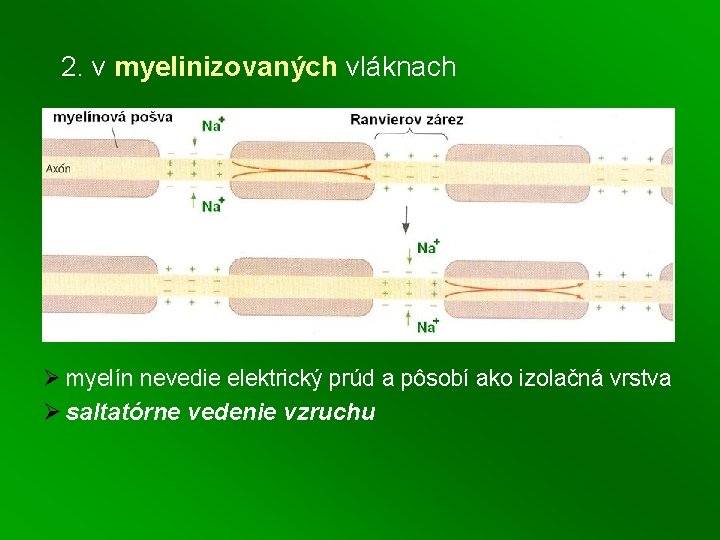 2. v myelinizovaných vláknach Ø myelín nevedie elektrický prúd a pôsobí ako izolačná vrstva