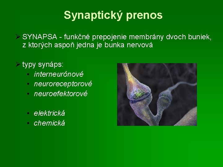 Synaptický prenos Ø SYNAPSA - funkčné prepojenie membrány dvoch buniek, z ktorých aspoň jedna