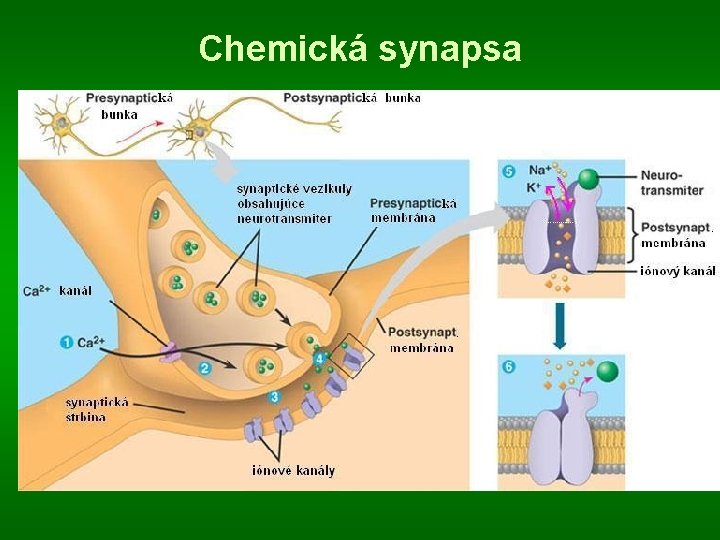 Chemická synapsa 