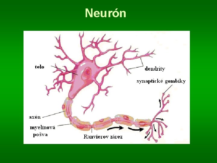Neurón 