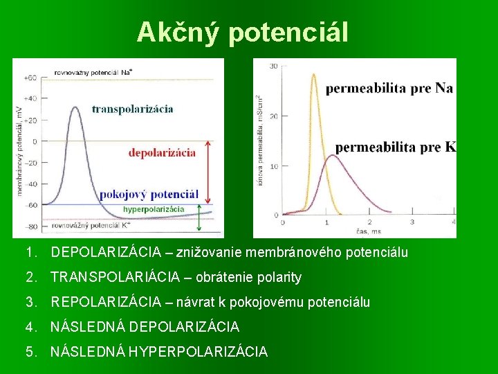 Akčný potenciál 1. DEPOLARIZÁCIA – znižovanie membránového potenciálu 2. TRANSPOLARIÁCIA – obrátenie polarity 3.