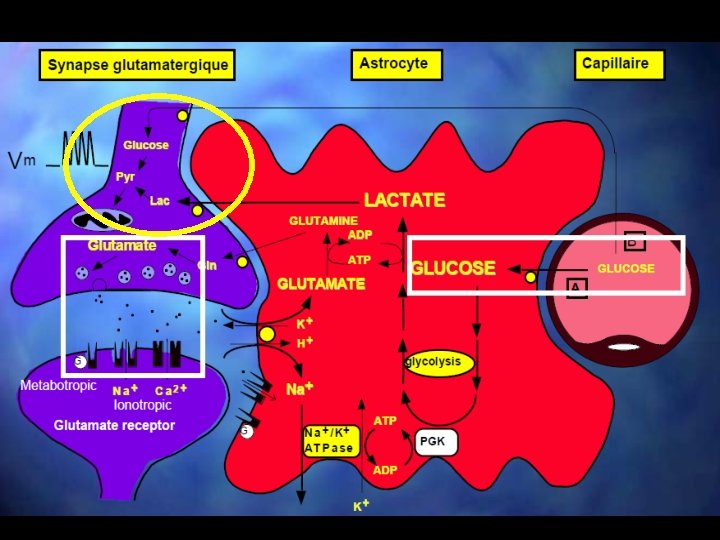 Aspects biologiques détaillés 