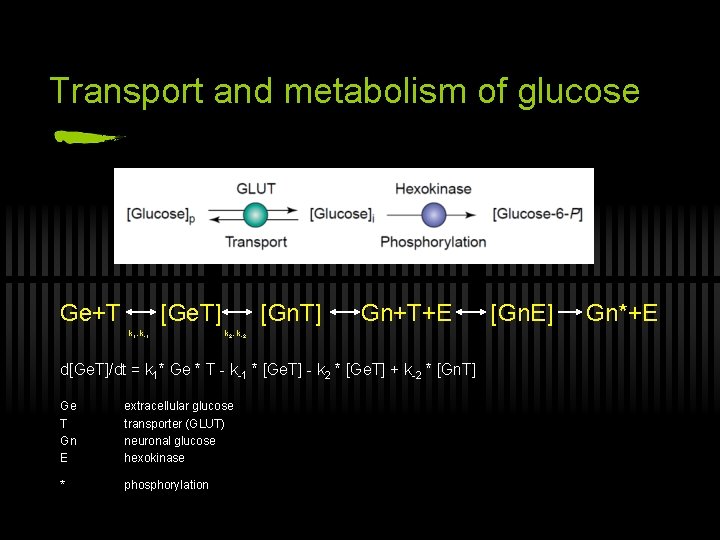 Transport and metabolism of glucose Ge+T [Ge. T] k 1, k-1 [Gn. T] Gn+T+E