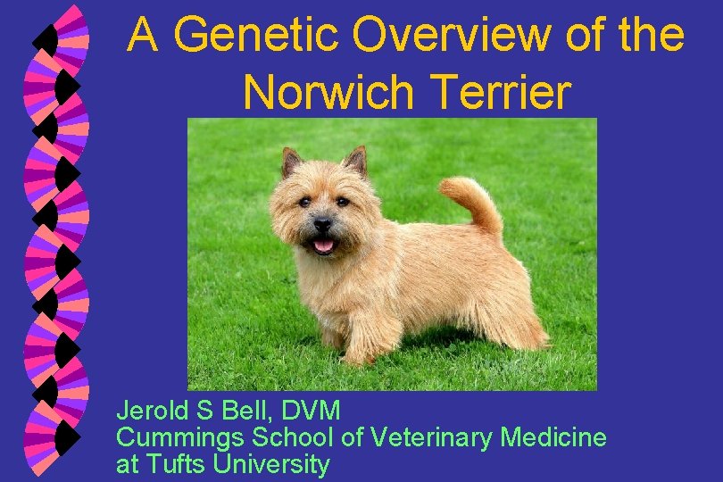 A Genetic Overview of the Norwich Terrier Jerold S Bell, DVM Cummings School of