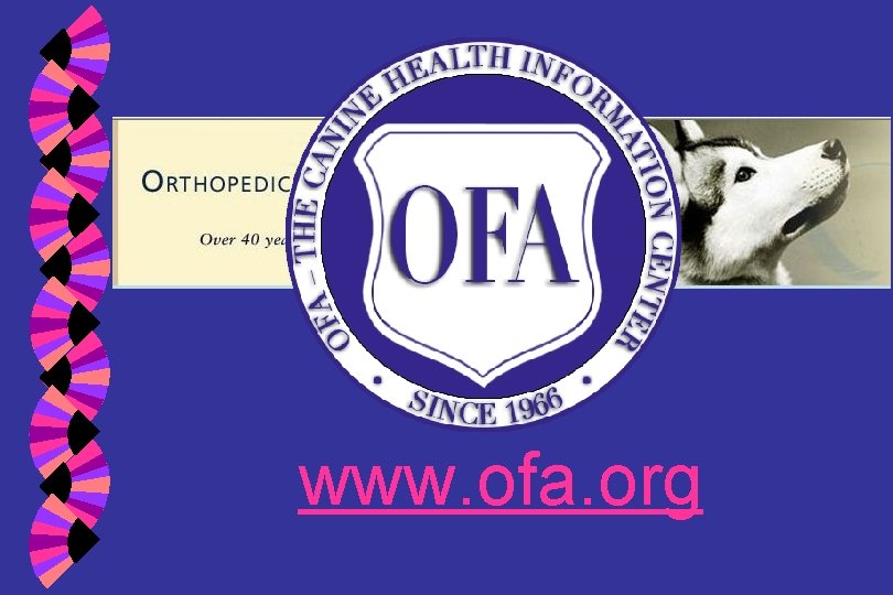 www. ofa. org 