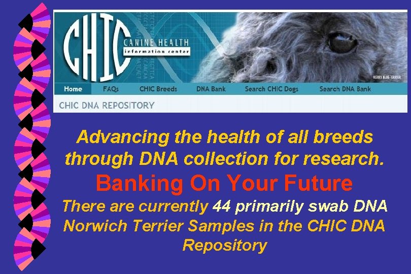 Advancing the health of all breeds through DNA collection for research. Banking On Your