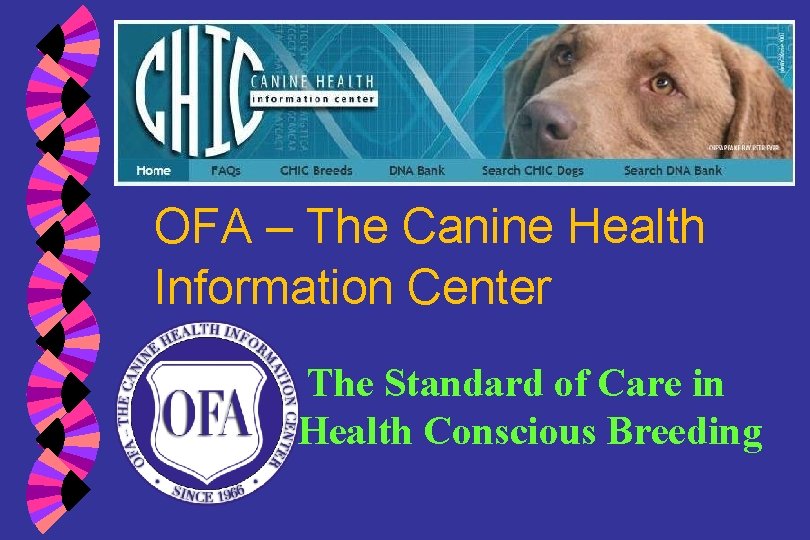 OFA – The Canine Health Information Center The Standard of Care in Health Conscious