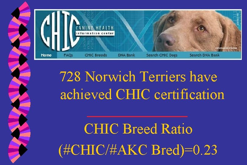 728 Norwich Terriers have achieved CHIC certification CHIC Breed Ratio (#CHIC/#AKC Bred)=0. 23 