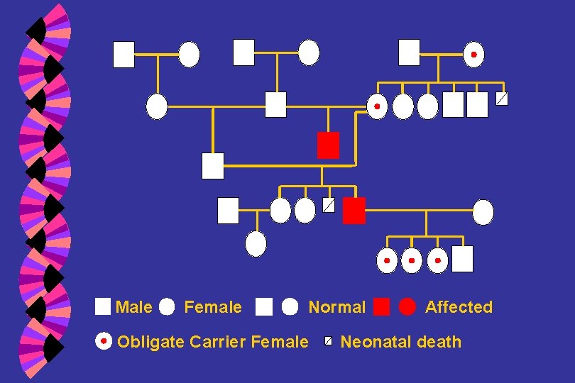 Male Female Normal Obligate Carrier Female Affected Neonatal death 
