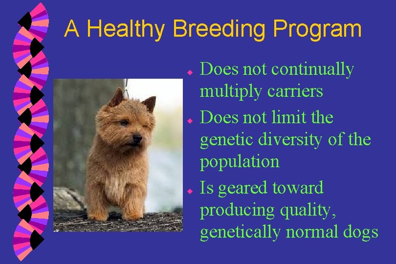 A Healthy Breeding Program u u u Does not continually multiply carriers Does not