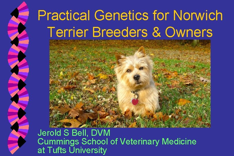 Practical Genetics for Norwich Terrier Breeders & Owners Jerold S Bell, DVM Cummings School