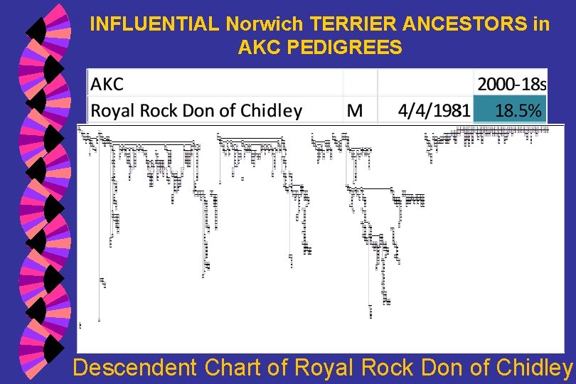 INFLUENTIAL Norwich TERRIER ANCESTORS in AKC PEDIGREES Descendent Chart of Royal Rock Don of