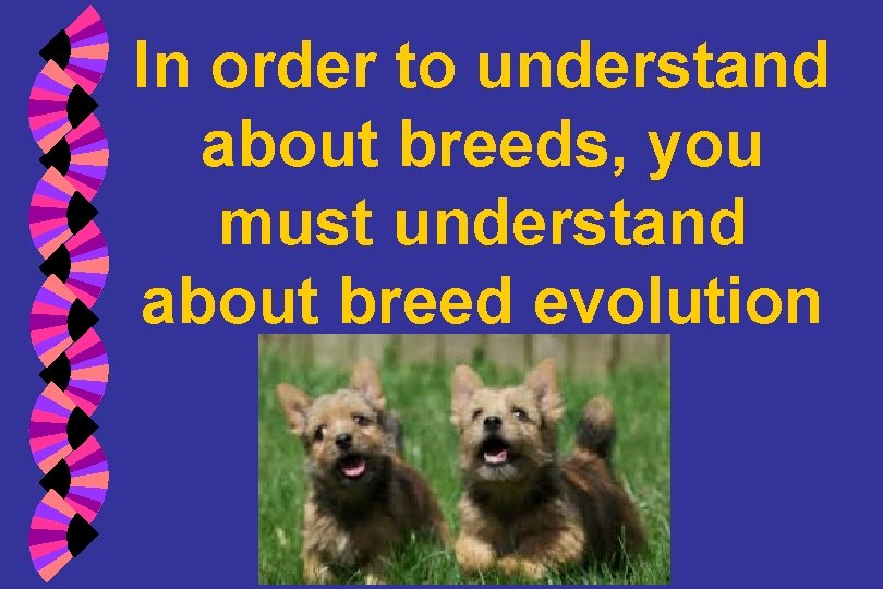 In order to understand about breeds, you must understand about breed evolution 
