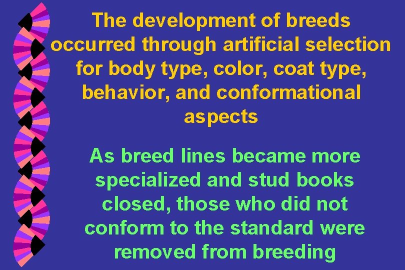 The development of breeds occurred through artificial selection for body type, color, coat type,