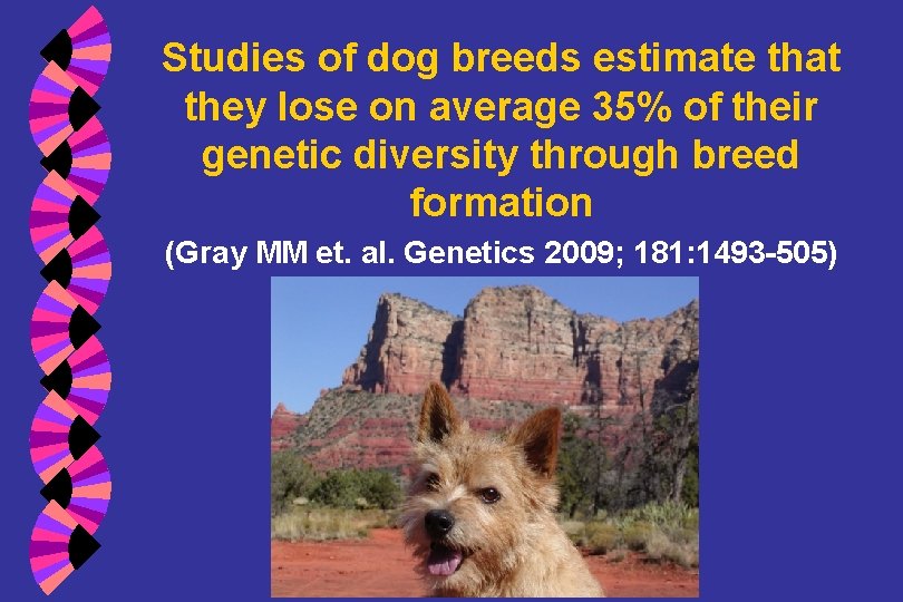 Studies of dog breeds estimate that they lose on average 35% of their genetic