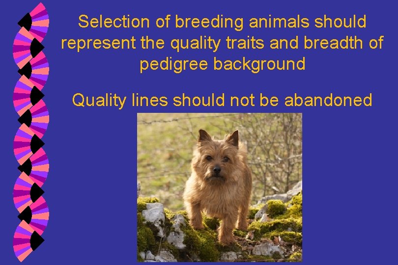 Selection of breeding animals should represent the quality traits and breadth of pedigree background