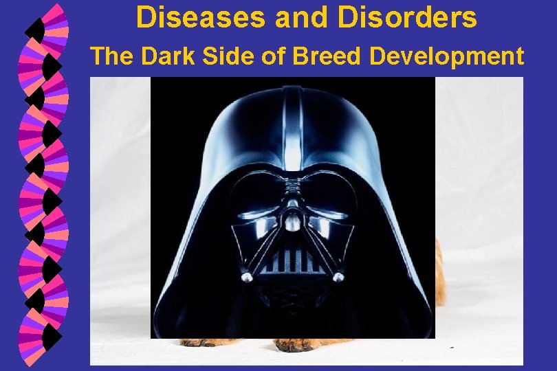 Diseases and Disorders The Dark Side of Breed Development 