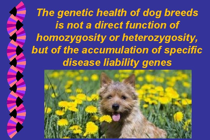 The genetic health of dog breeds is not a direct function of homozygosity or