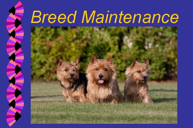 Breed Maintenance 