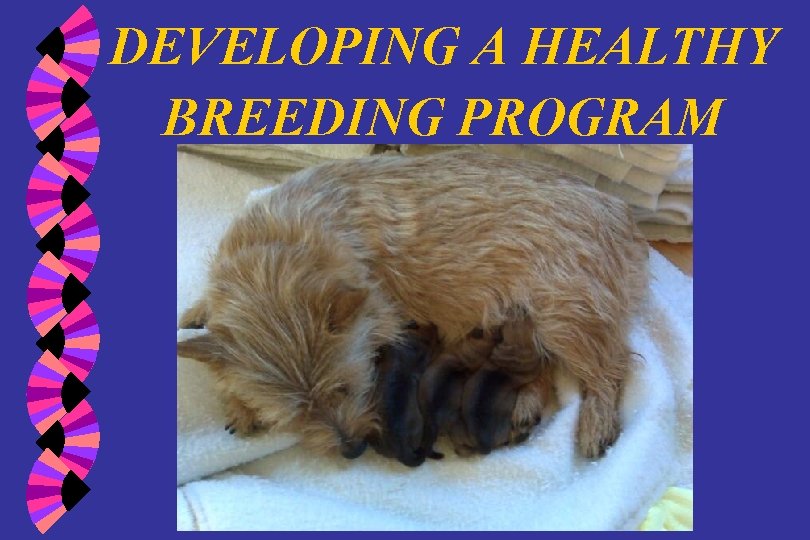 DEVELOPING A HEALTHY BREEDING PROGRAM 