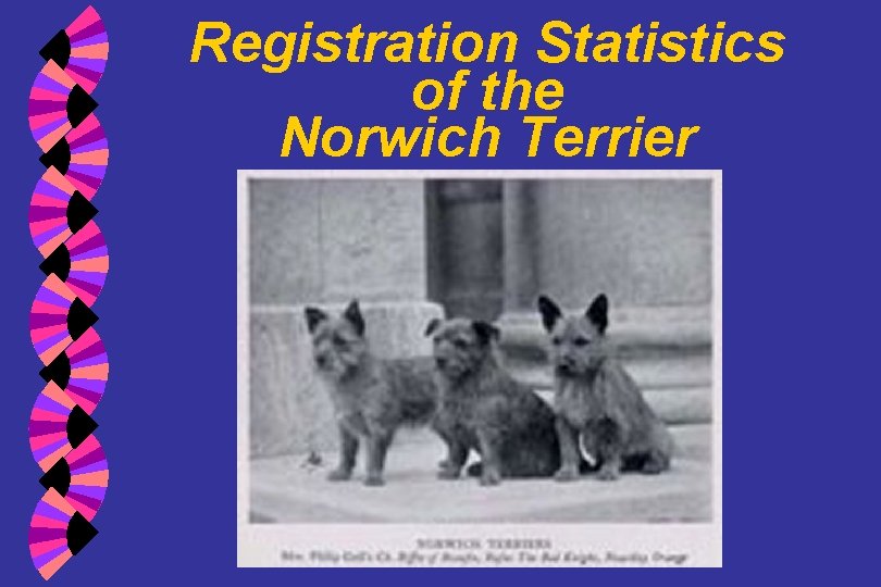 Registration Statistics of the Norwich Terrier 