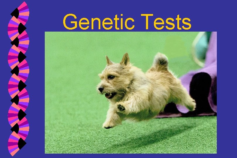 Genetic Tests 