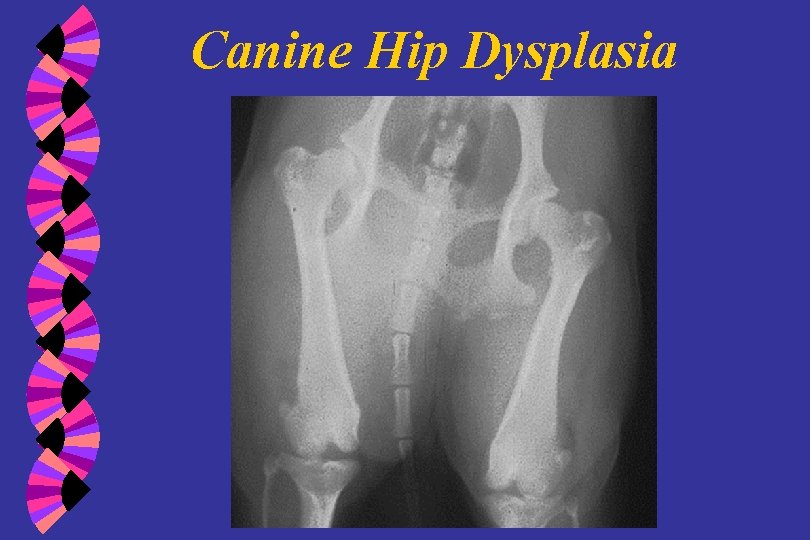 Canine Hip Dysplasia 
