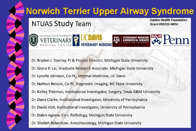 Norwich Terrier Upper Airway Syndrome 
