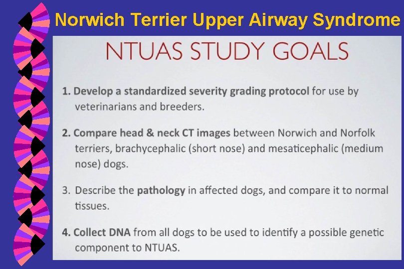 Norwich Terrier Upper Airway Syndrome 