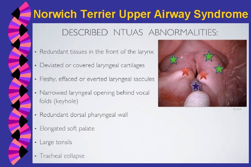Norwich Terrier Upper Airway Syndrome 