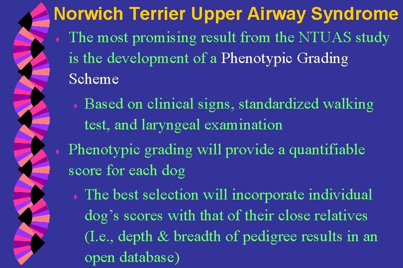 Norwich Terrier Upper Airway Syndrome ♦ The most promising result from the NTUAS study
