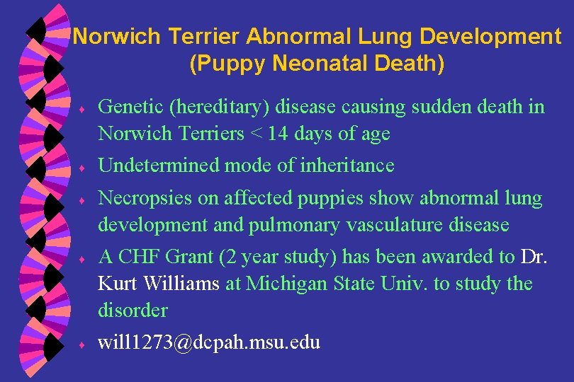 Norwich Terrier Abnormal Lung Development (Puppy Neonatal Death) ♦ ♦ ♦ Genetic (hereditary) disease