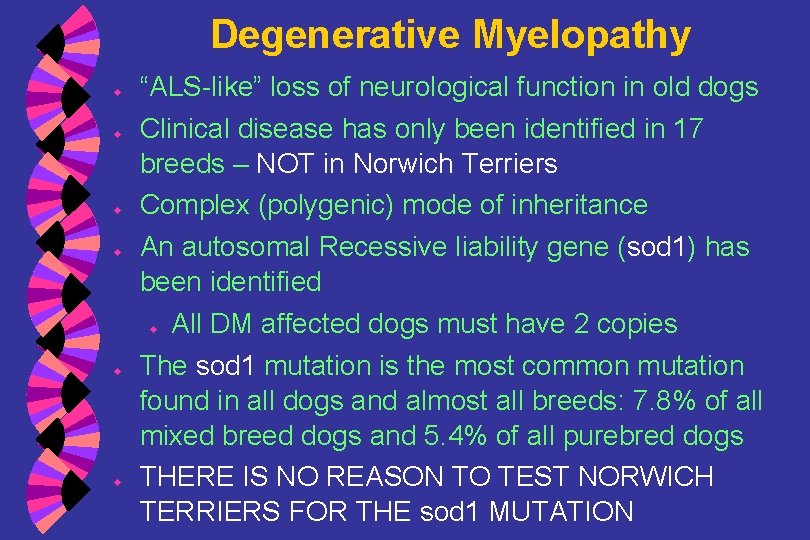 Degenerative Myelopathy u u “ALS-like” loss of neurological function in old dogs Clinical disease