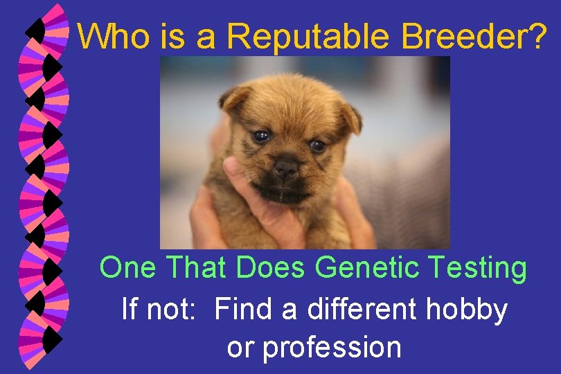 Who is a Reputable Breeder? One That Does Genetic Testing If not: Find a