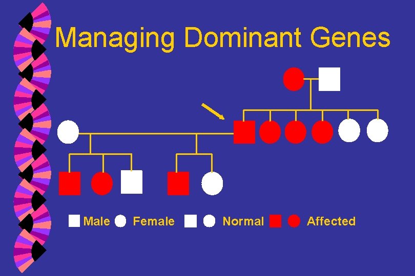 Managing Dominant Genes Male Female Normal Affected 
