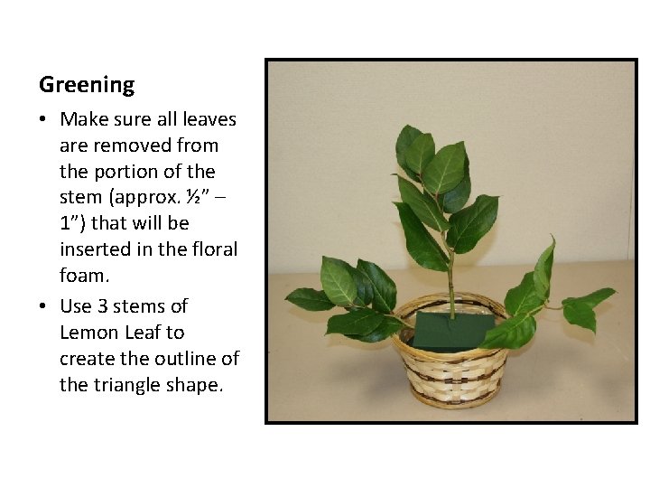 Greening • Make sure all leaves are removed from the portion of the stem