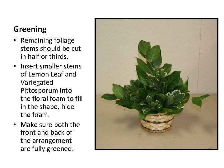 Greening • Remaining foliage stems should be cut in half or thirds. • Insert