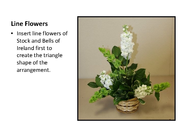 Line Flowers • Insert line flowers of Stock and Bells of Ireland first to