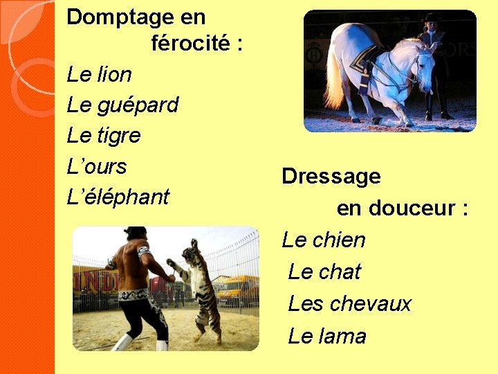 Domptage en …… férocité : Le lion Le guépard Le tigre L’ours L’éléphant Dressage