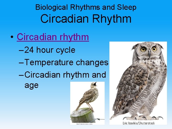 Biological Rhythms and Sleep Circadian Rhythm • Circadian rhythm – 24 hour cycle –